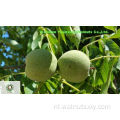 Chinese Nutritive Walnut Kernels Light Quarters (LQ)
